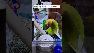 年中春ですやん😎  #コザクラインコのジル \u0026ボタンインコのひま🐥💕 #birds #lovebirds #やさしい気持ち