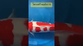 โครงสร้างอลังการแบบนี้ ฟาร์มอะไรน้า #koi #koifish #ปลาคาร์พ