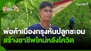 พ่อค้าเมืองกรุงหันปลูกชะอม สร้างอาชีพใหม่หลังโควิด | พอดีพอเพียง | วันใหม่วาไรตี้