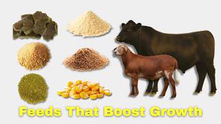 Every Concentrate Feed Explained in 9 Minutes