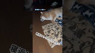 寝起きドッキリ風【柴犬】