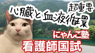 にゃんこ塾20　心臓と血液循環　解剖生理の基本です　動脈血が流れるから動脈？違います　心臓にある弁の名前言えますか？　体循環と肺循環、基礎を覚えて頑張ろう！！　始めと終わりはにゃんこでほっこり