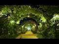 あしかがフラワーパーク　春の花園　幻想的な夜　2023　シネマティック　 　 ashikaga flower park　spring fantastic night　cinematic 4k