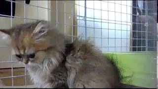 猫チンチラゴールデンのビーボ君。Golden Chinchilla cat. vivo.(20111023 231042)