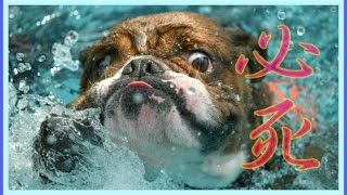 ドッグプールで上手く泳げたかな…？ブルドッグのでんすけ君swimming!