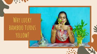 Why lucky bamboo leaves/stalks turns yellow? | cause and solution | தமிழ்