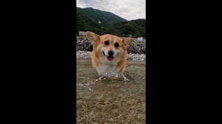 チャプチャプ歩くコーギー / Corgi happily walking in shallow water #corgi #コーギー #サクラ