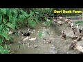 নতুনকৈ হাঁহৰ ফাৰ্ম খুলে যদি চাওক।। wanna open a new duck farm 🐥🐥🐣🐣🐤🐤