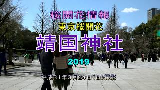 桜開花情報 東京桜開花～靖国神社～2019