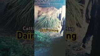 Cows Feeding Setup | #dairy #dairyfarm #cattle #cow #cowvideos #bull #fattening #dairyfarming #cows