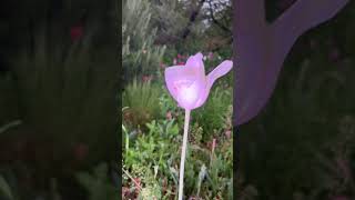 美しい東京：浮間公園の花の海