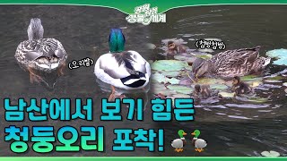 [공원탐험 생물의 세계] 제 37화 청둥오리 가족이 남산을 찾아왔어요🦆🦆ㅣ서울의 공원