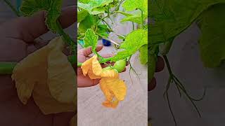 Male and female flowers of pumpkin (কুমড়ার পুরুষ ও স্ত্রী ফুল)