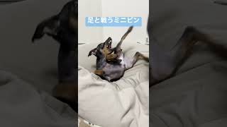 飼い主の足と戦う犬　#shorts #ミニピン #miniturepinscher #ミニチュアピンシャー #犬