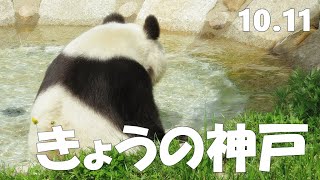 明日も元気で過ごせるように願って🐼 きょうのタンタンの住む街、神戸🐼 昼も夜も神戸散歩🐼 #2021年10月11日🐼