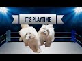 THREE MALTESE DOGS PLAYING JUJITSU