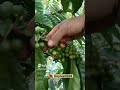 Ini Namanya Buah Kopi , Kita Liat Proses Pemetikan Nya _ Part 7