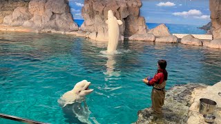 2025/01/18 ベルーガのトレーニング【グレイ\u0026ナナ\u0026ミライ編】@名古屋港水族館