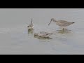 ツルシギ@2020 spotted redshank