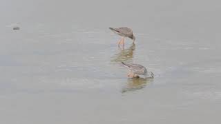 ツルシギ@2020  Spotted Redshank