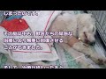 【衝撃】瀕死の状態でゴミ袋に入れ捨てられていた子犬。死の淵でも生きる事を諦めなかった子犬が奇跡的に生還！【世界が感動！涙と感動エピソード】