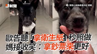 歐告聽「拿衛生紙」乖聽指令照做　媽笑：拿鈔票來更好｜寵物動物｜狗狗｜聽話｜精選影片