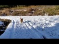 ゴールデンレトリバーと雪遊び　golden retriever and snow play