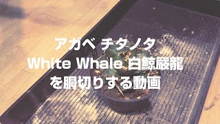 Vol6【AGO植沼】 アガベ チタノタ  White Whale 白鯨 嚴龍を 胴切り する動画 園芸 #agave #アガベ