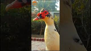 Beautiful Muscovy Duck Male  #muscovyduck #duck #duckseason #poultry #birds #cattlesonline #american