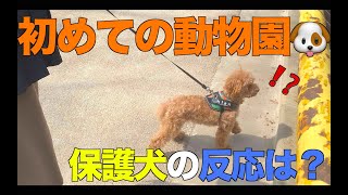 初めての動物園に保護犬の反応は・・・？【トイプードルのクラン】   4K