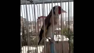 Καρδερίνα με ωραίες φωνές!! (Carduelis singing)