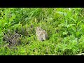 蝶ヶ岳の雷鳥のヒナ