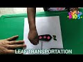 leaf activity playschool finemotorskills kidsactivities grossmotorskills funactivities kids