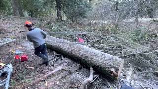 Chainsaw Milling Fir/Hemlock: Step by Step