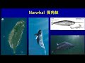 潛艦國造系列 37 ids首艘ss 711海鯤艦narwhal hai kun 漢英命名由來