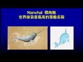 潛艦國造系列 37 ids首艘ss 711海鯤艦narwhal hai kun 漢英命名由來