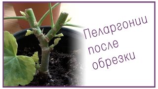 Пеларгонии после обрезки