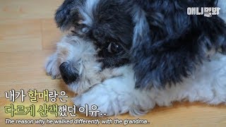 이 귀요미에게서 '배려'를 배웁니다ㅣWhy the dog walks slowly with grandpa and gets hyped with grandma.. ㅠㅠ..