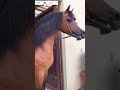 الخيل العربي الناري