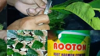 চাহগছৰ পুলি কাটিং পদ্ধতিৰে উৎপন্ন//Tea plants//growing from cutting//