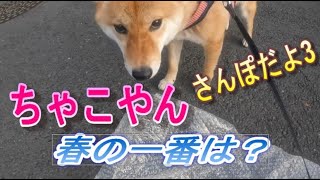 柴犬　ちゃこやん　３ 「春の一番は？」　#柴犬  #犬と行ける公園 #犬のいる幸せ