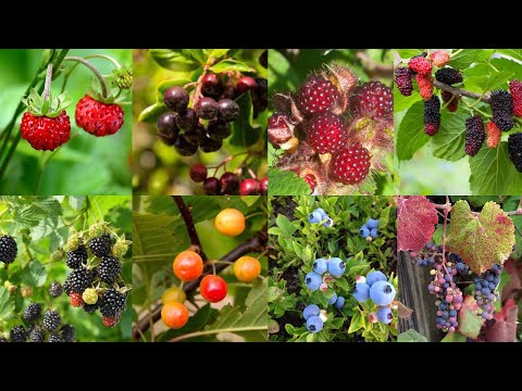 How does Brian find berries to eat in the wilderness?