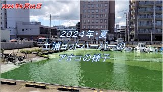 2024年夏 霞ヶ浦の土浦ヨットハーバーのアオコによる影響の様子