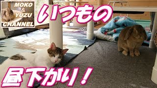 春の季節、犬、猫、うさぎの昼下がり（モコ＆ゆず＆マロン＆くぅ）Afternoon of spring season