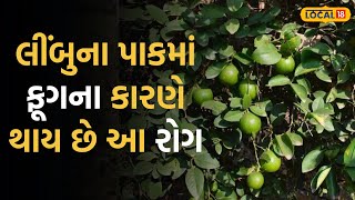 Mehsana News | લીંબુના પાકમાં ફૂગના કારણે થાય છે આ રોગ, આવી રીતે કરો નિયંત્રણ | Local18