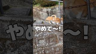 山奥の猫と老人【最終回】君は成長したね！ #shortsbeta