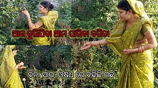 ଆମ ପାରିବା ବଗିଚାରେ ବିନା ସାର, ଔଷଧ ରେ କେତେ ଗଛ ଲାଗିଛି ||My Recipe vlog #vlogs #recipe #cookingwithpuja50