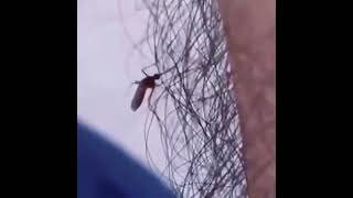 Body hair makes great protection against mosquito