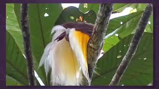 Lesser bird of paradise west Papua Sorong  birding bird watching