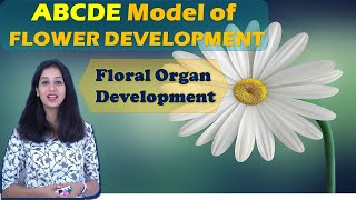 ABCDE MODEL for Floral Organ Development I Flower Development I Developmental Biology I A. thaliana